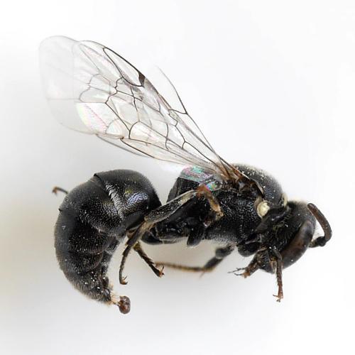 Réf. 342 184 : Hylaeus sp.